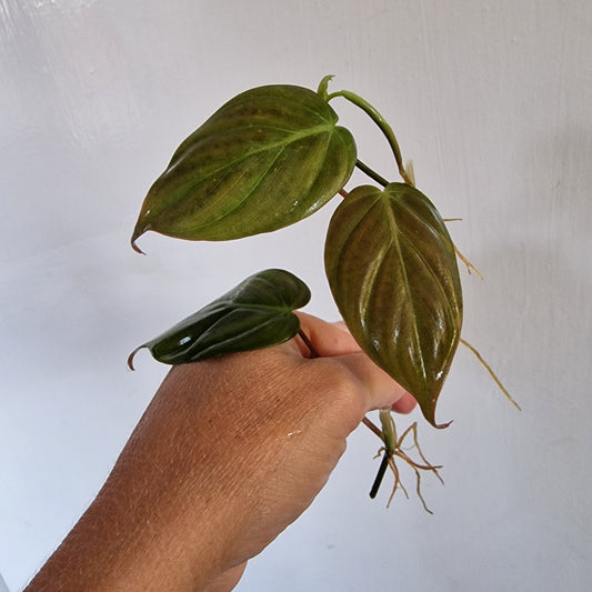 Philodendron Mican was Pink Variegated Top Cutting rooting in Water
