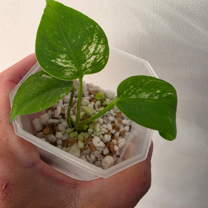 Monstera Devil – Acclimatised TC - Exact Plant (9) See Description