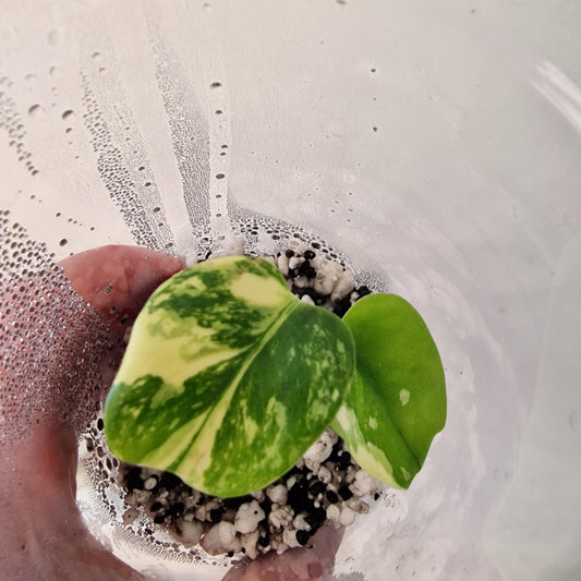 Monstera Lemon Lime ‘Pom Pom’ - Young Exact TC Plant (#1) See Description