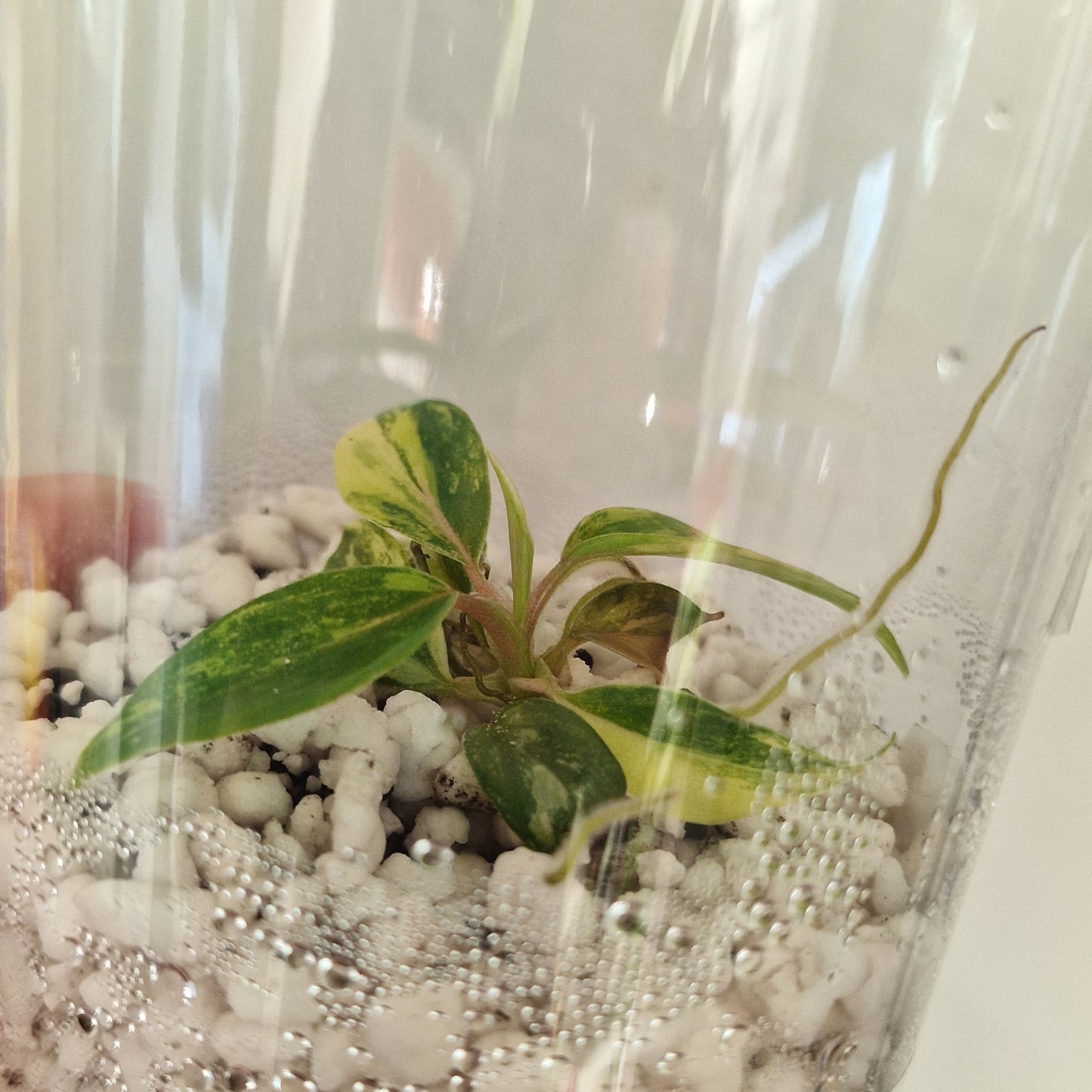 Philodendron Joepii Variegated – Exact Plant #5