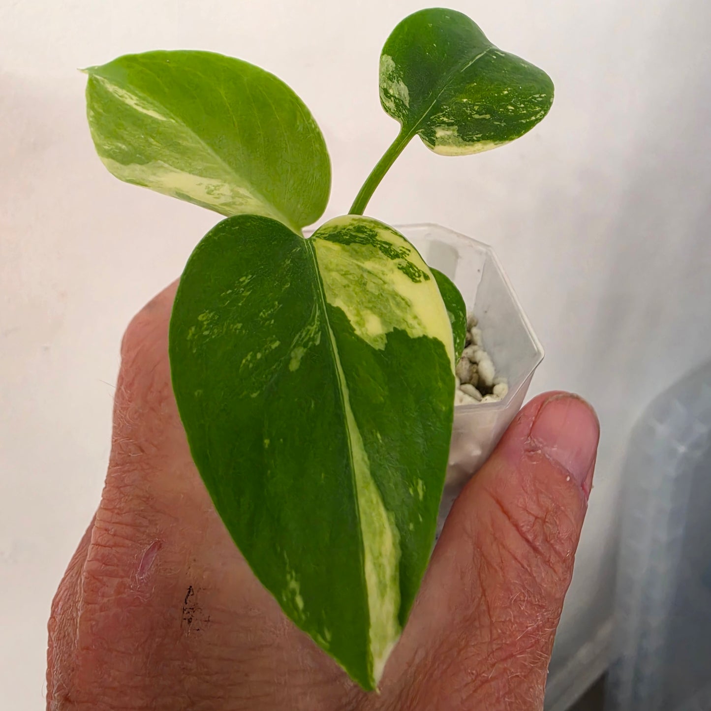 Monstera Lemon Pom Pom – Exact Plant No. 6 - See Description