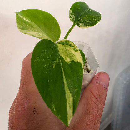 Monstera Lemon Pom Pom – Exact Plant No. 6 - See Description