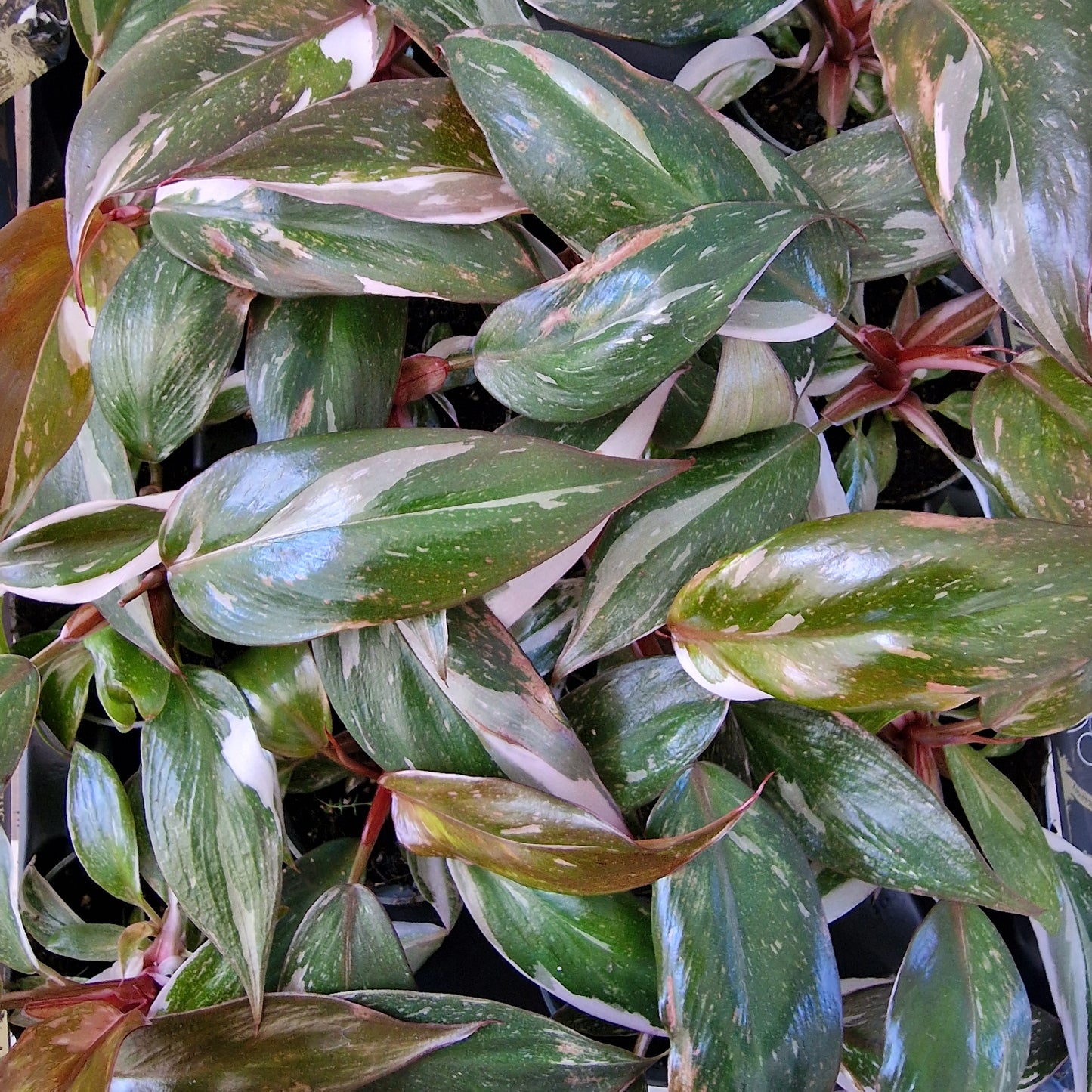 Philodendron Red Anderson – 6cm Pot