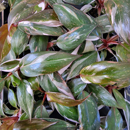 Philodendron Red Anderson – 6cm Pot