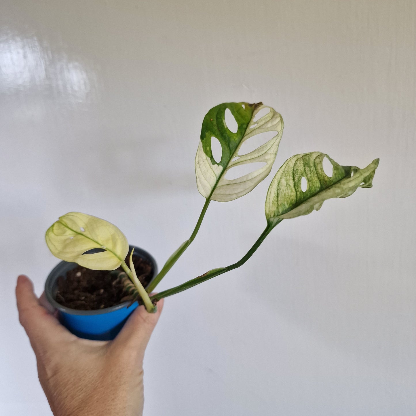 Monstera Adansonii Variegated #F