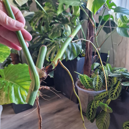 Monstera Albo Highly Variegated Middle Cutting