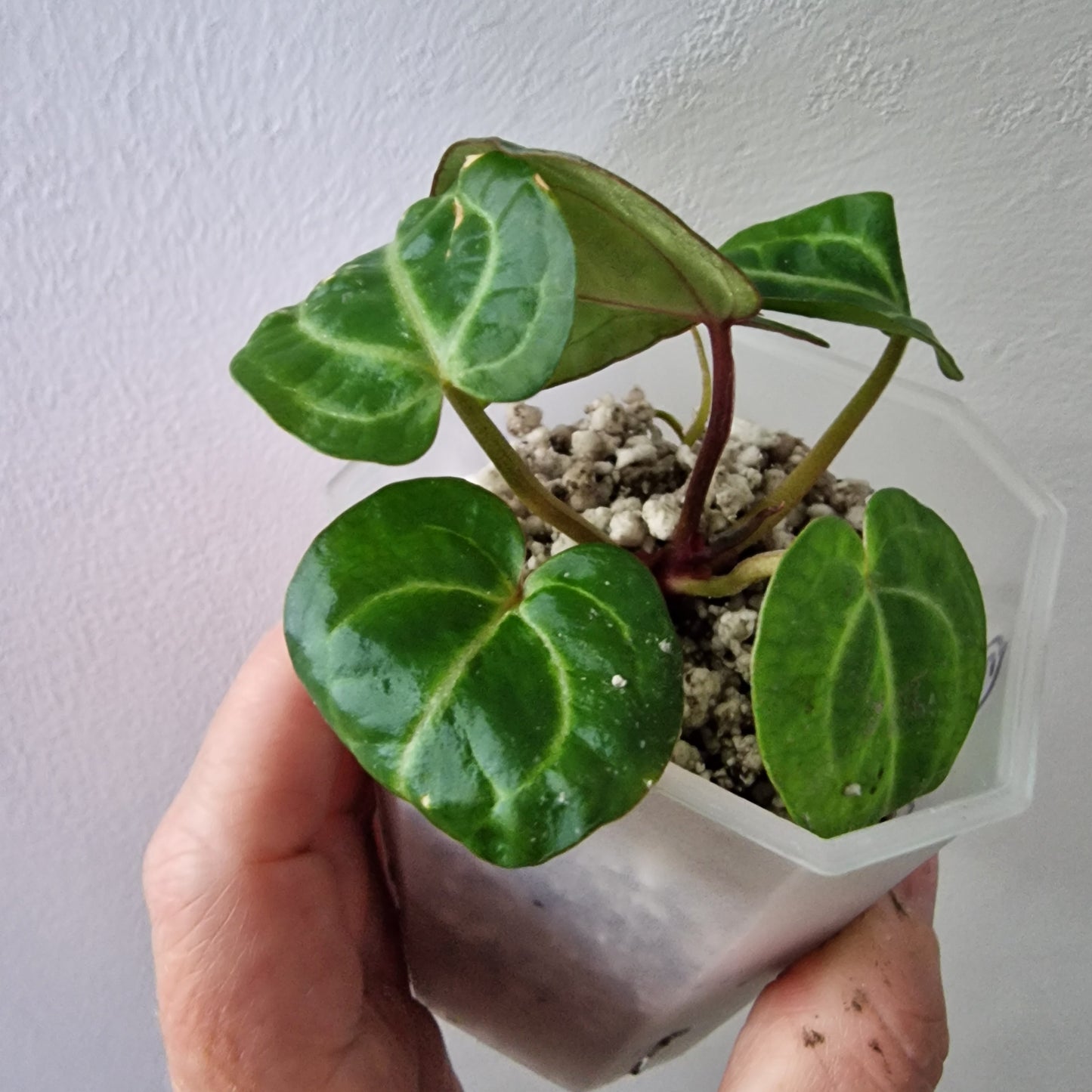 Anthurium Wonderboy × Michelle exact plant (#3)