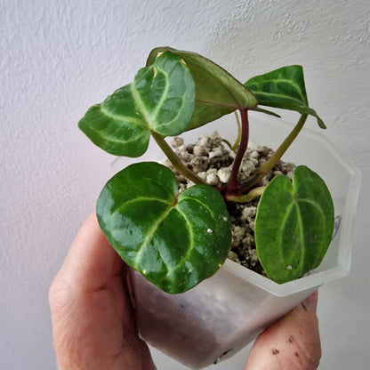 Anthurium Wonderboy × Michelle exact plant (#3)