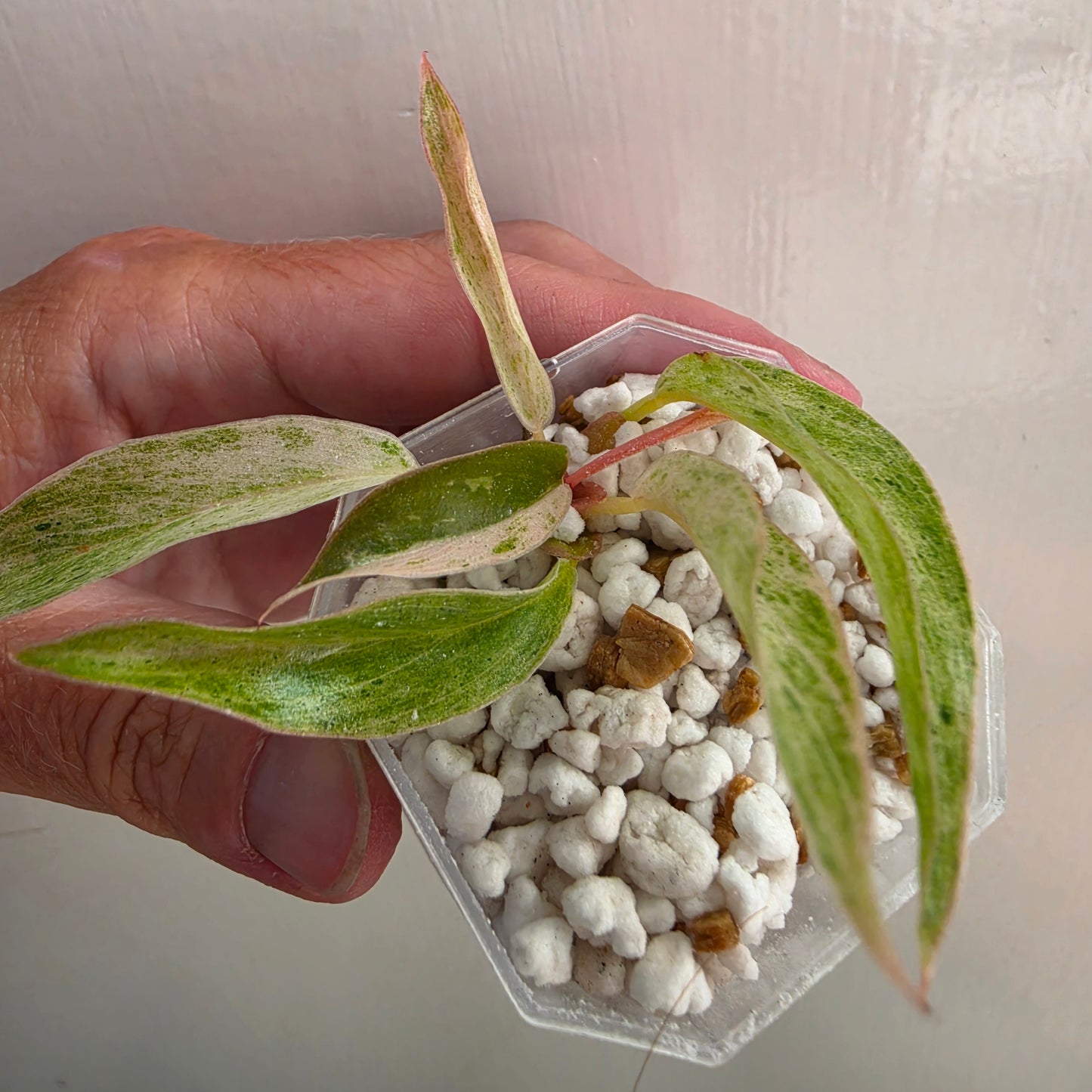 Philodendron Strawberry Caramel Marble (4) – Exact Plant - See description