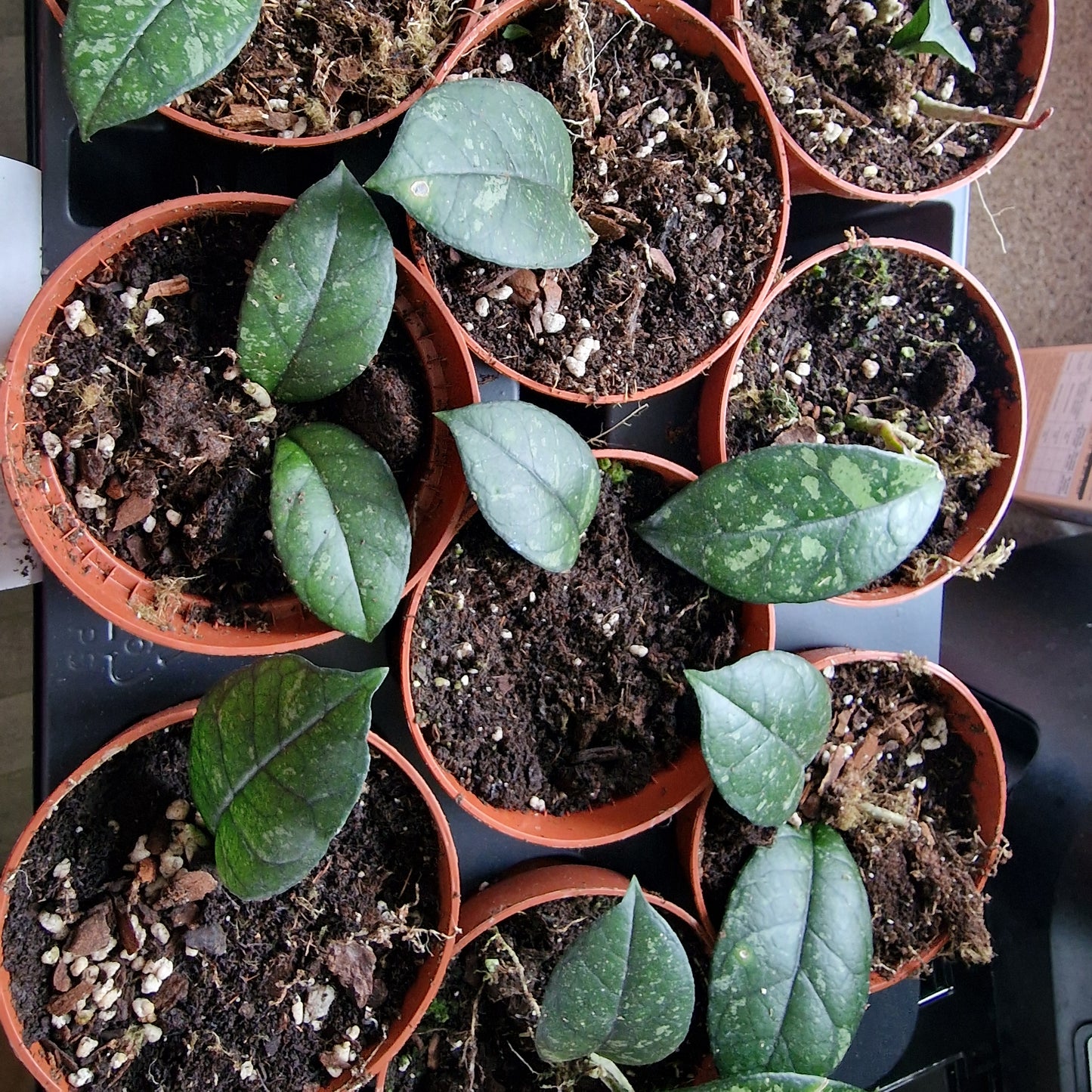 Hoya Crassipetiolata Houseplant 10.5cm pot