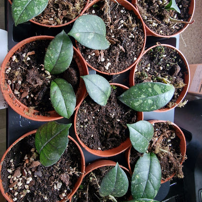 Hoya Crassipetiolata Houseplant 10.5cm pot