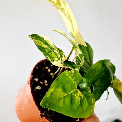 Syngonium Aurea multiple Houseplants in each 14cm pot (3)