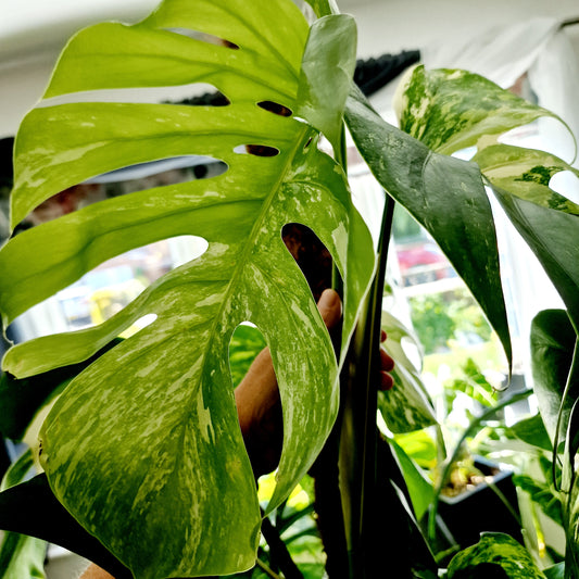 Monstera Albo Top 2 Leaf Cutting