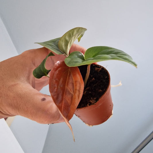 Anthurium Luxurians x Radicans Rare Houseplant 6cm pot