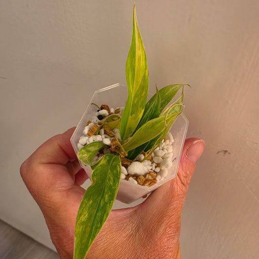 Philodendron Pedatum × Tortum Variegated (1) – Exact Plant - See Description