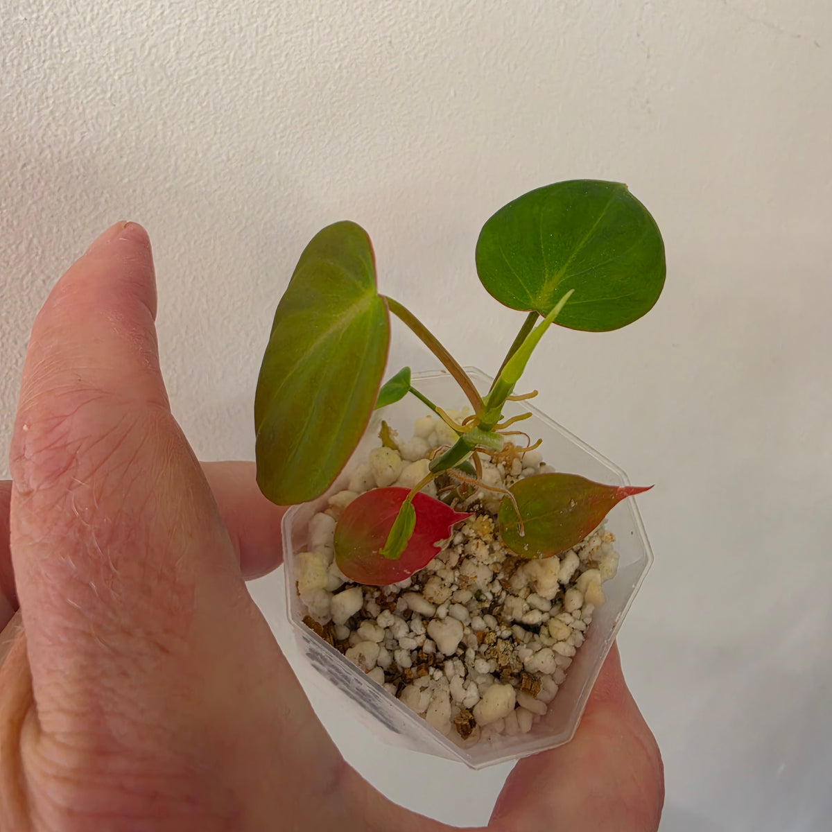 Philodendron Micans Pink Cloud Variegated