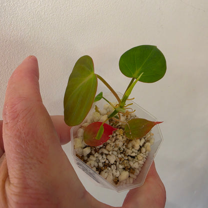 Philodendron Micans Pink Cloud Variegated