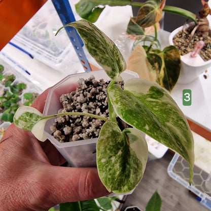 Monstera Legacy – Choose Your Plant