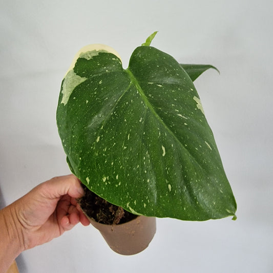 Monstera Thai Constellation Rare Houseplant 11cm pot (1f)