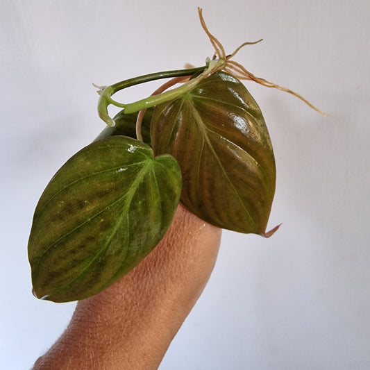 Philodendron Mican was Pink Variegated Top Cutting rooting in Water