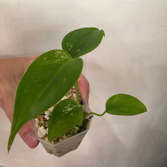 Monstera Devil Monster – Lightly Variegated / Speckled – Exact Plant (L1)