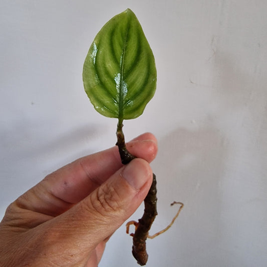 Homalomena was Variegated Cutting rooting in Water