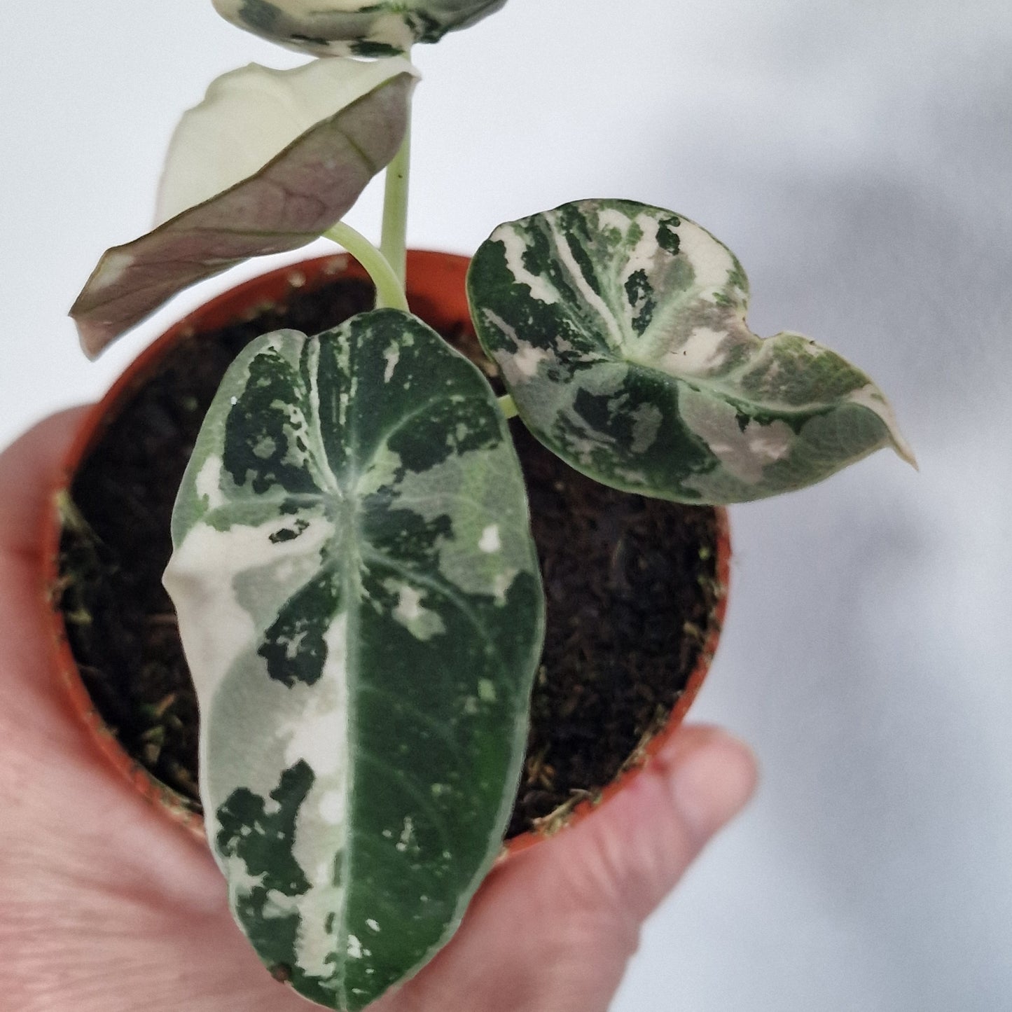 Alocasia Black Velvet Variegata – 7cm Pot (#1)
