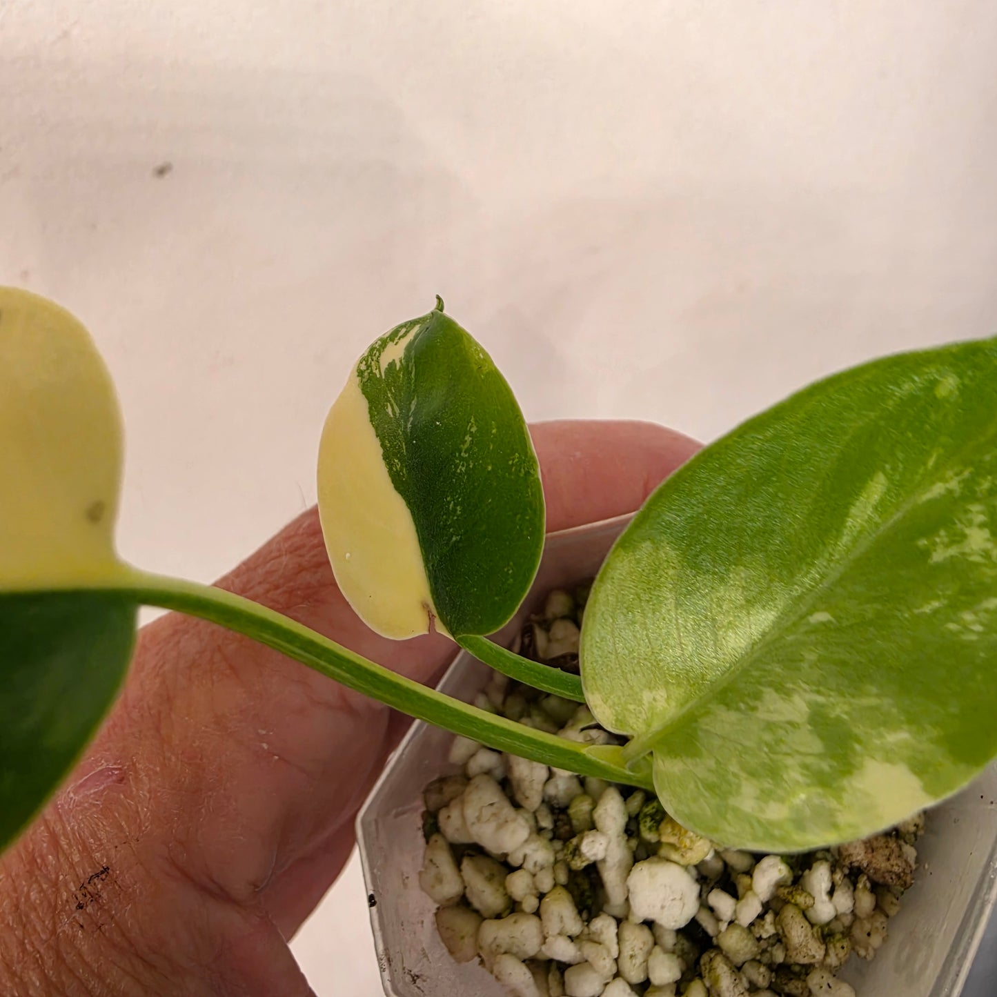Monstera Lemon Pom Pom – Exact Plant No. 8 - See Description