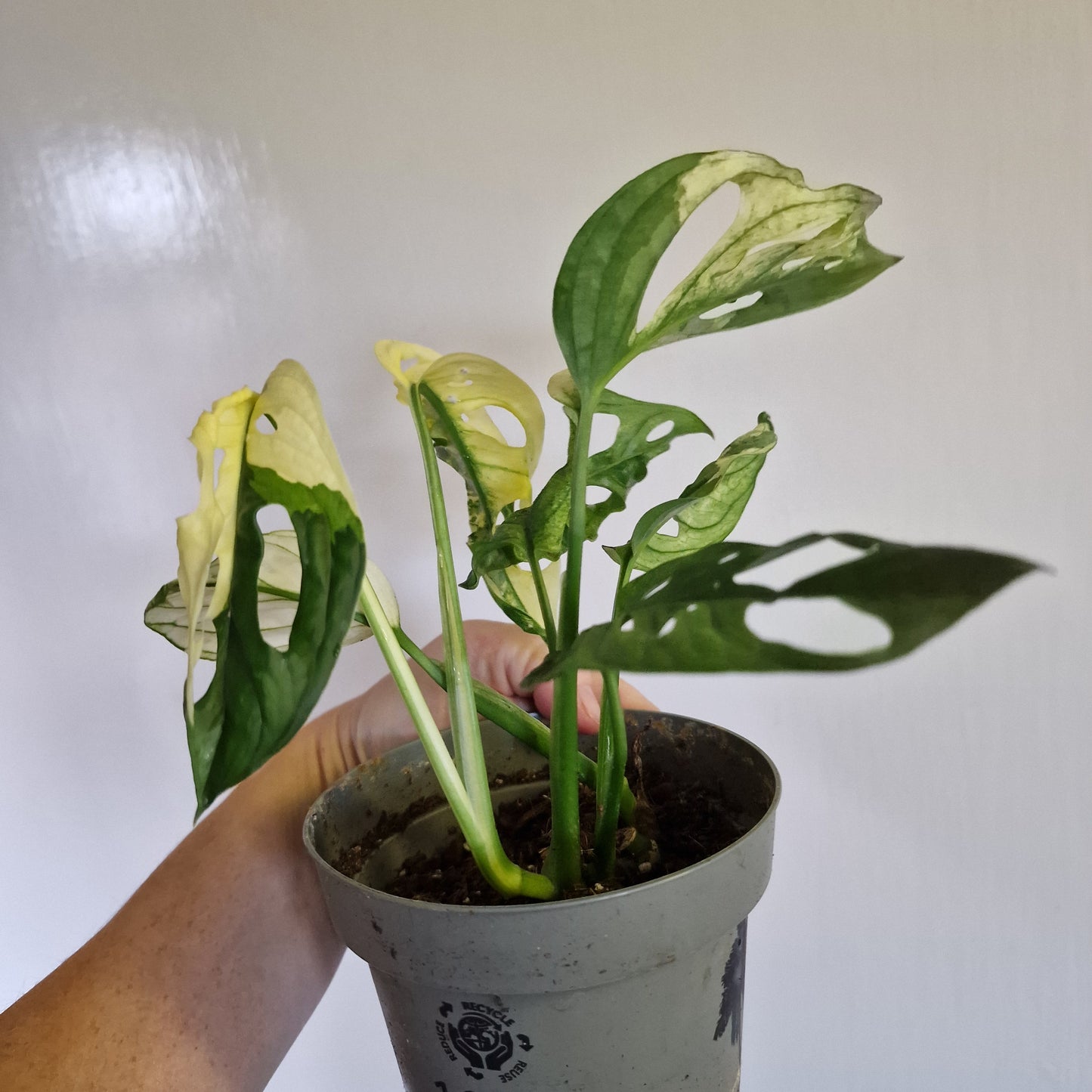 Monstera Adansonii Variegated Two Growth Points #C