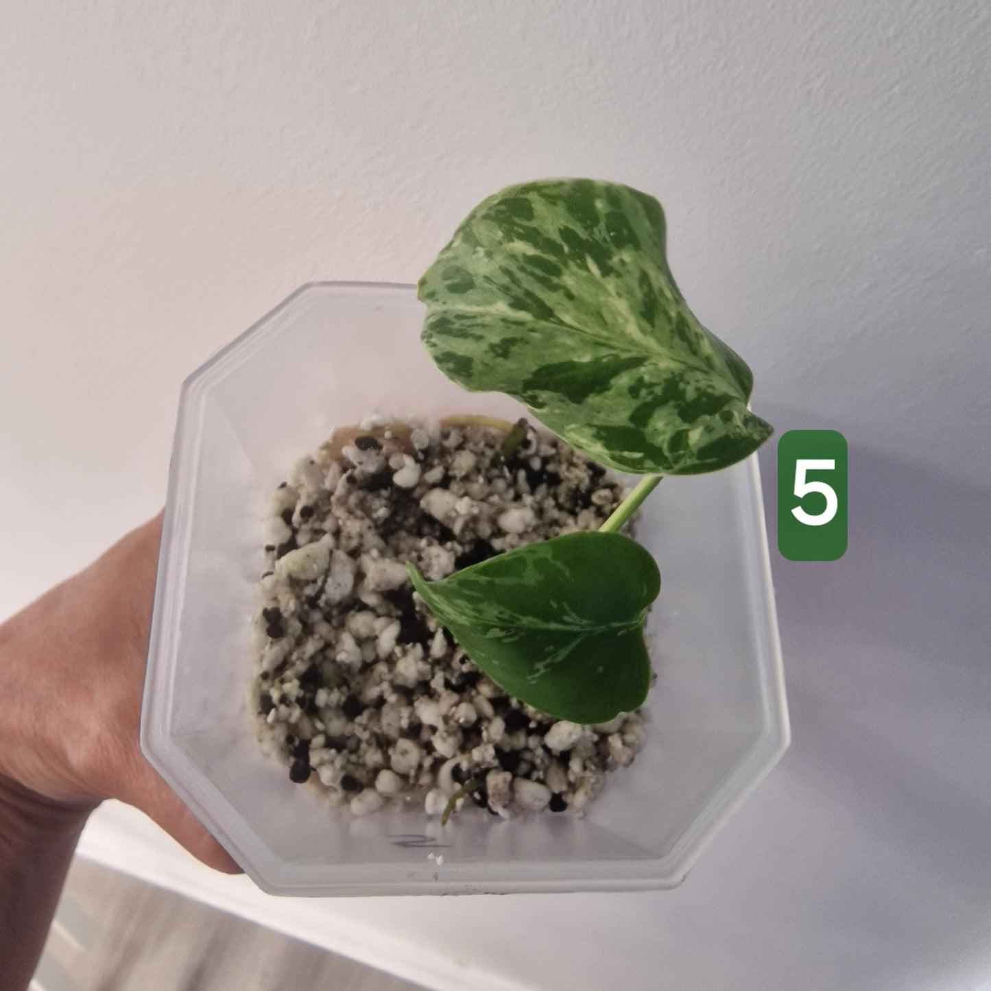 Monstera Bulbasaur – Choose Your Exact Plant see description
