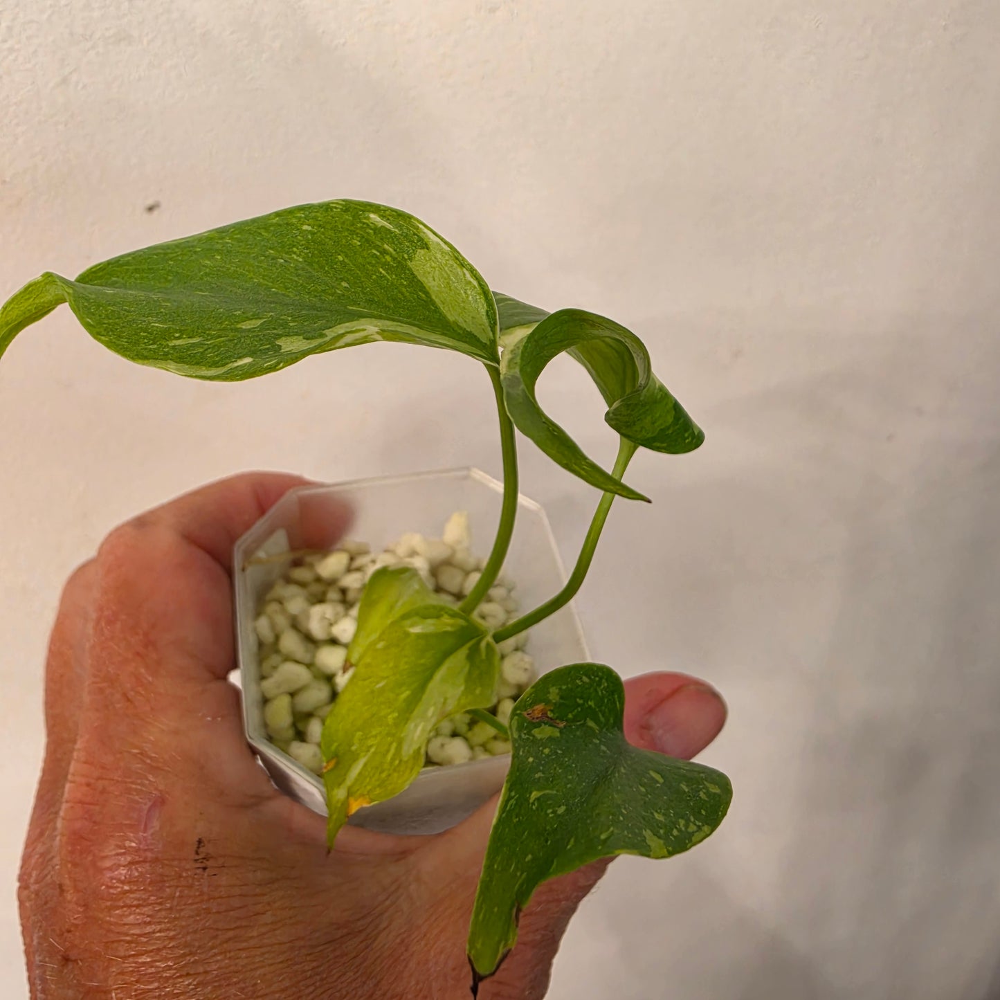 Monstera Electrolight – Exact Plant No. 6  - See Description