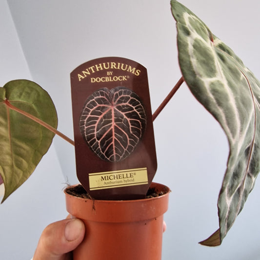Anthurium Michelle by DocBlock Houseplant 9cm pot (3)