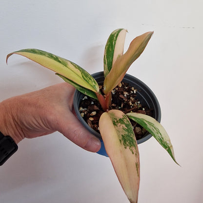 Philodendron Caramel Marble Rare Houseplant 9cm pot