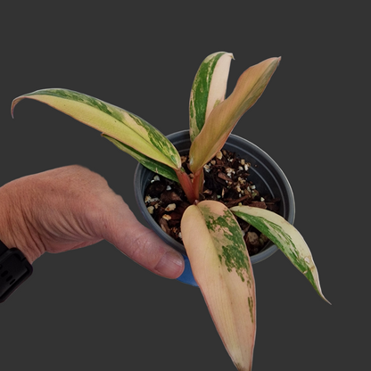 Philodendron Caramel Marble Rare Houseplant 9cm pot