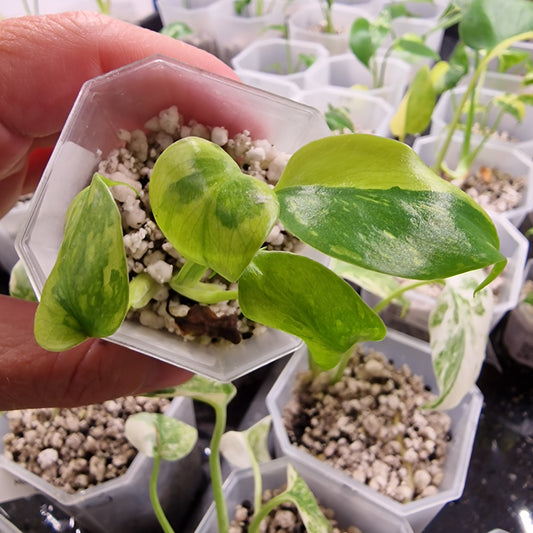 Monstera Electrolight Variegated – Exact Plant (#9)