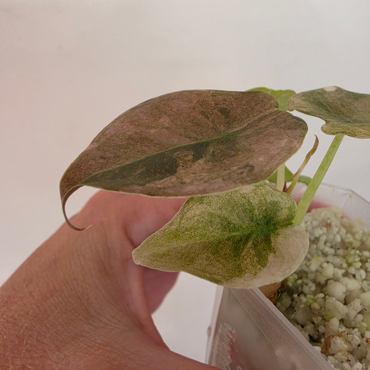 Alocasia Cuprea ‘Pink Spot’ Variegated – Established | Exact Plant #1