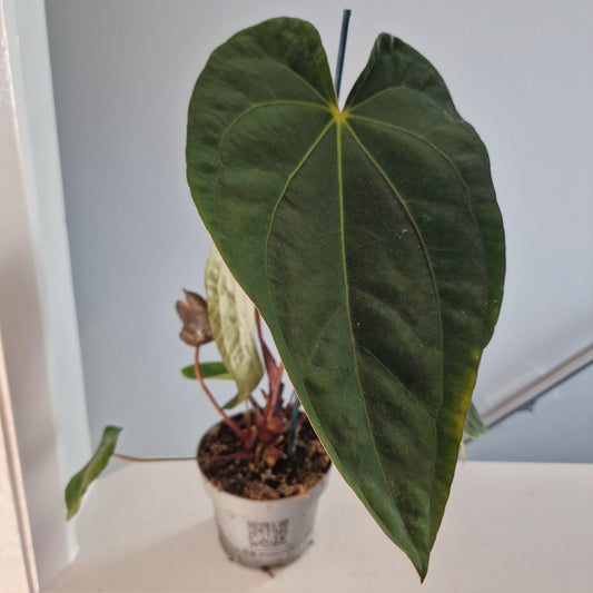 Anthurium Dark Phoenix 12cm pot
