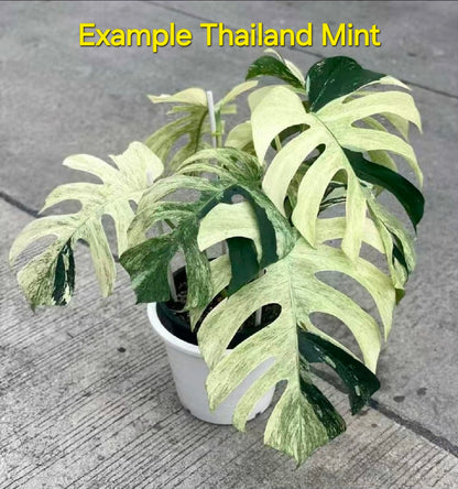 Tissue Culture Plant - Pre-order - please see description