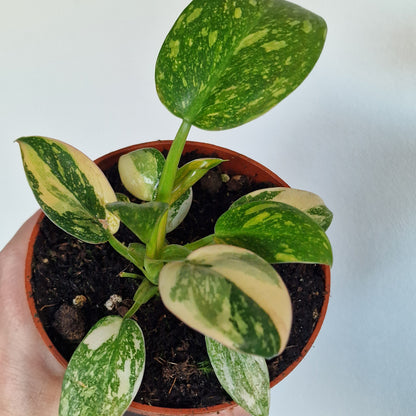 Philodendron Green Congo – 11cm Pot (#4)