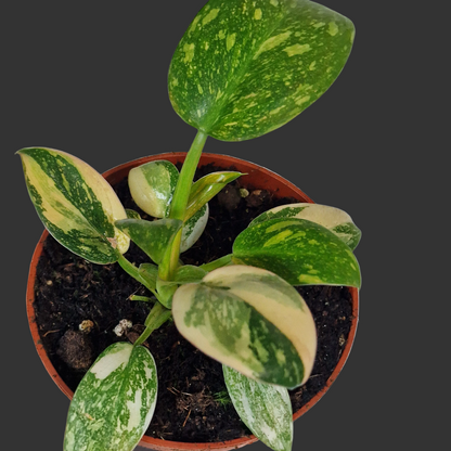 Philodendron Green Congo – 11cm Pot (#4)