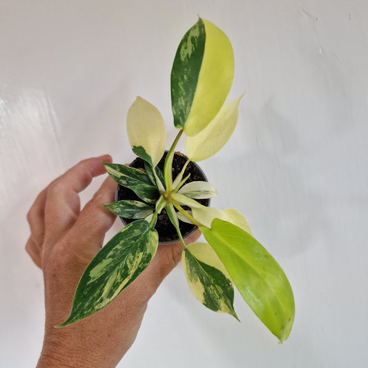 Philodendron Florida Beauty Houseplant in 6cm pot (1)
