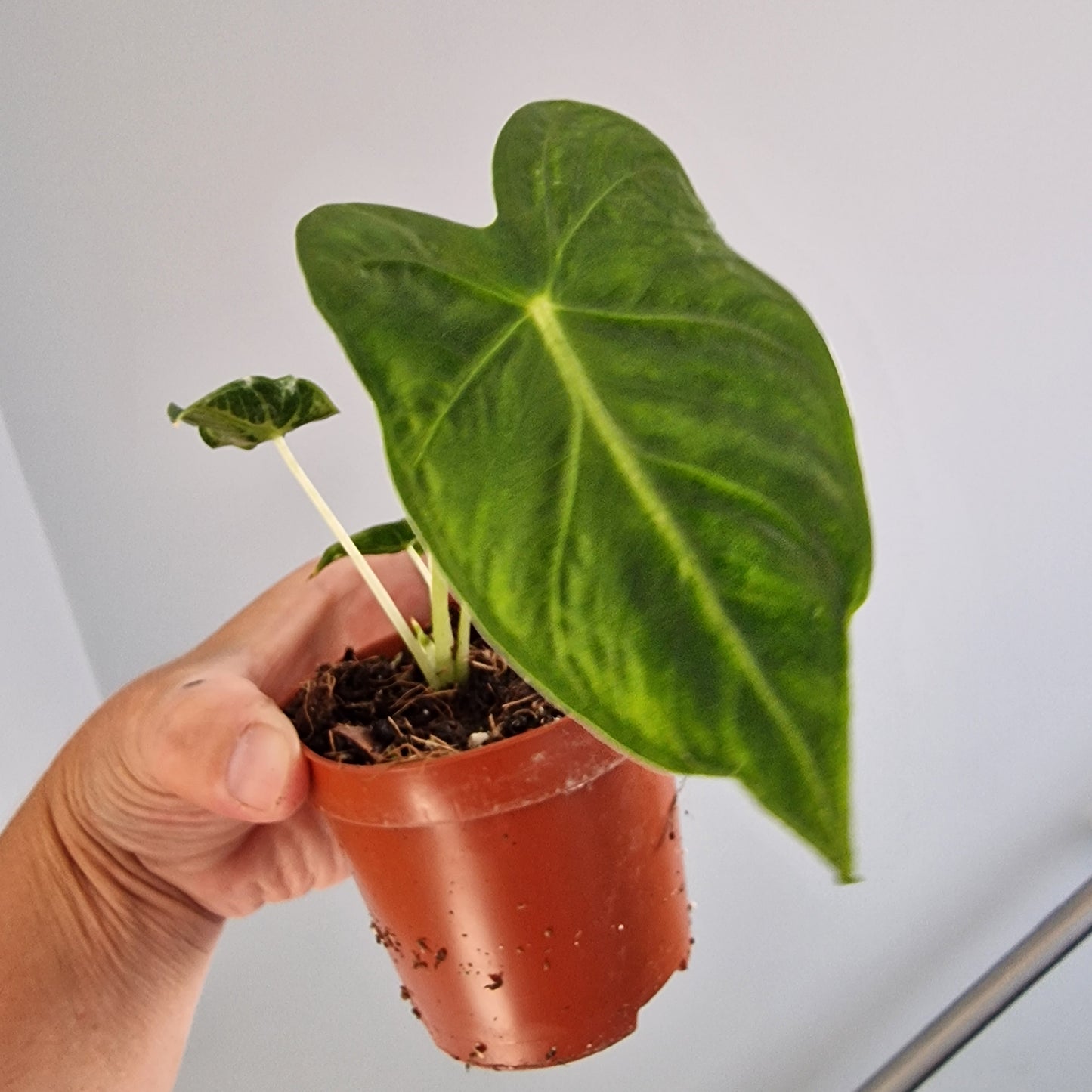 Alocasia Frydek Tattoo aka Emerald Tide Rare Houseplant 8cm pot
