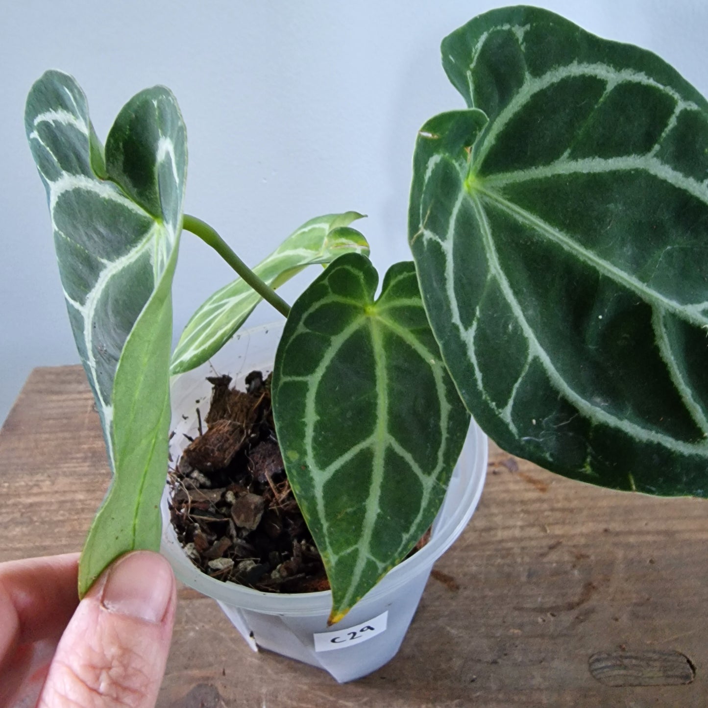 Ecuagenera Rehab Anthurium with noID (C29)