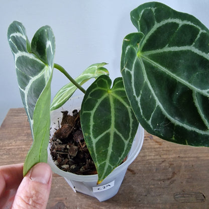 Ecuagenera Rehab Anthurium with noID (C29)