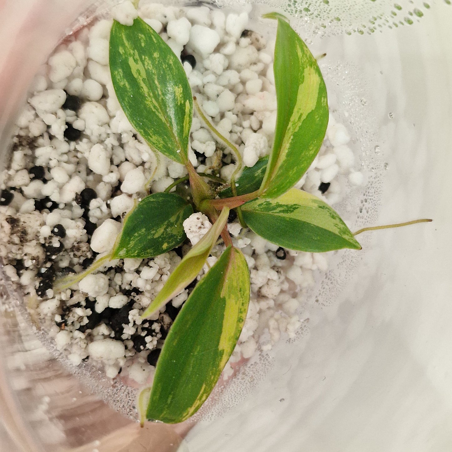 Philodendron Joepii Variegated – Exact Plant #3