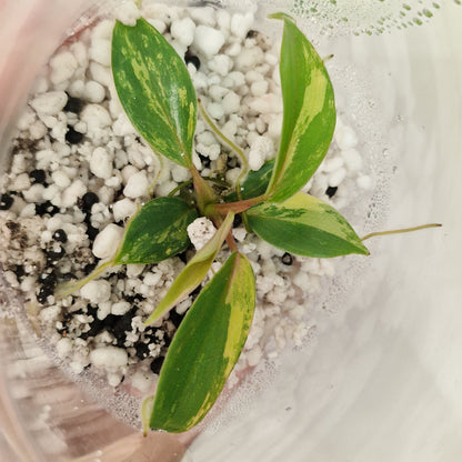 Philodendron Joepii Variegated – Exact Plant #3