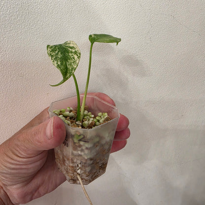 Monstera White Monster Variegated – Exact Plant #2