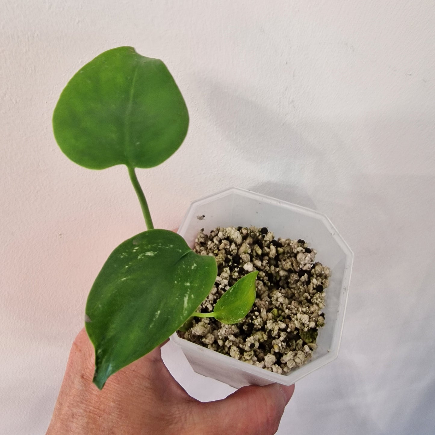 Monstera Devil – Acclimatised TC - Exact Plant (3)