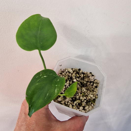 Monstera Devil – Acclimatised TC - Exact Plant (3)