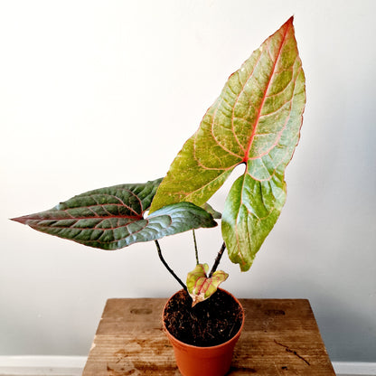 Alocasia Black Jack (Cyrtosperma Johnstonii Black Jack) Houseplant 10.5cm pot